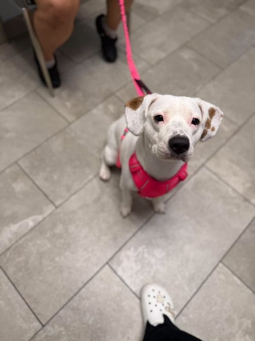 Photo of Lola, adoptable Beagle in Westwood, New Jersey