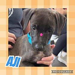 Photo of Aji, adoptable Labrador Retriever Hound (Unknown Type) in Ringwood, New Jersey