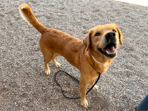 Photo of Graham, adoptable Labrador Retriever in Mesa, Arizona