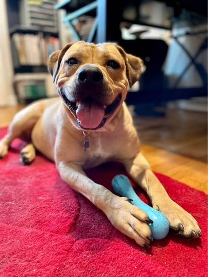 Photo of Chilly Win, adoptable dog in Chamblee, Georgia
