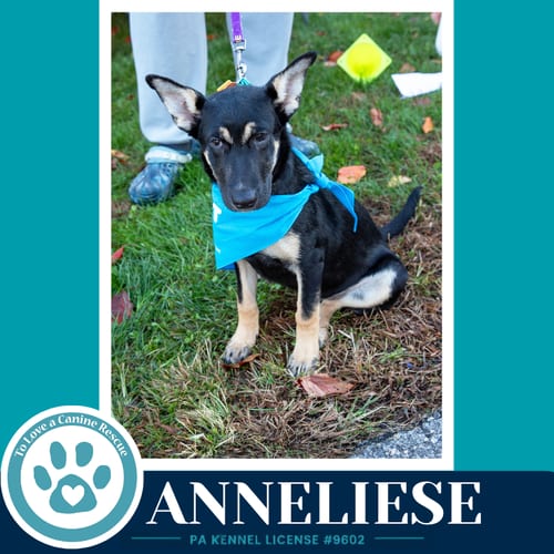 Photo of Anneliese (Prost Pups) 100326, adoptable German Shepherd Dog in Kimberton, Pennsylvania