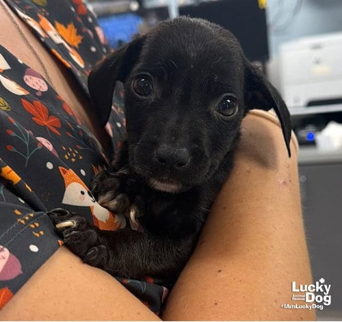 Photo of Moran, adoptable Labrador Retriever in Washington, District of Columbia