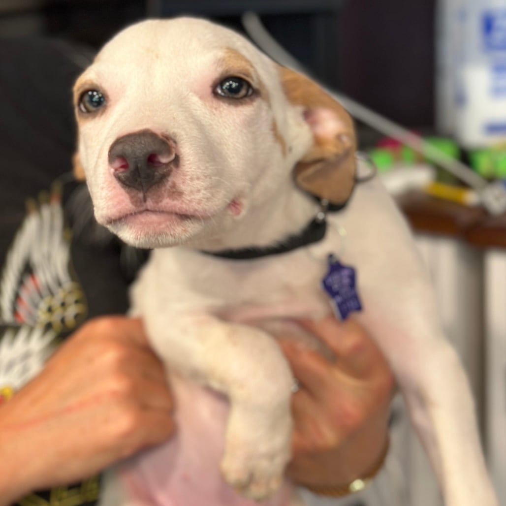 Photo of Snickers, adoptable Mixed Breed (Medium) in San Francisco, California