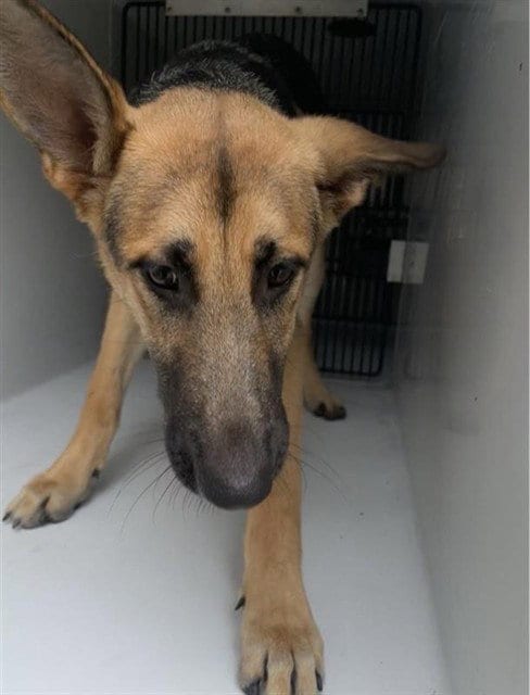 Photo of Marlo, adoptable German Shepherd Dog in Houston, Texas