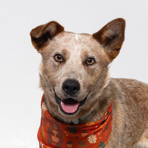 Photo of Cisco, adoptable Australian Cattle Dog/Blue Heeler in Santa Barbara, California