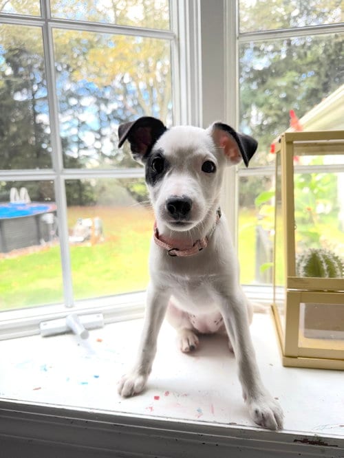 Photo of Arwin- JRT puppies, adoptable Jack Russell Terrier in Oakhurst, New Jersey