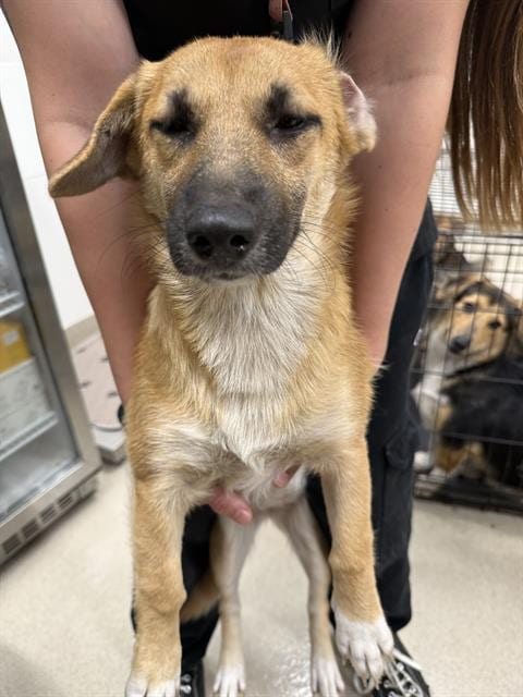 Photo of June, adoptable Black Mouth Cur in Baytown, Texas