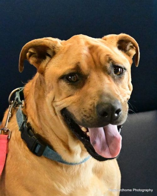 Photo of Grizzly, adoptable Labrador Retriever in Ocala, Florida