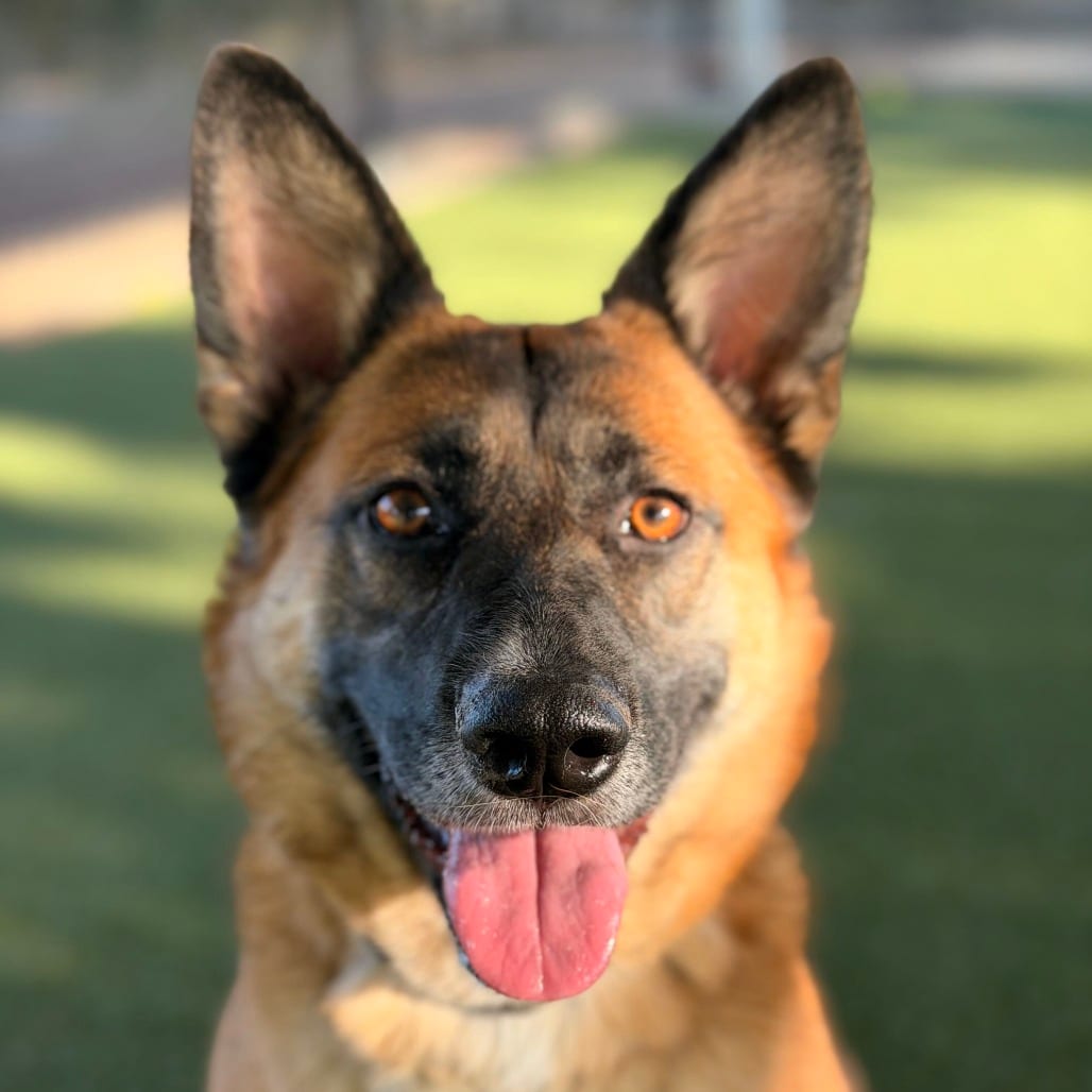 Photo of Itsy, adoptable Shepherd, German / Mixed Breed (Large) in Riverside, California