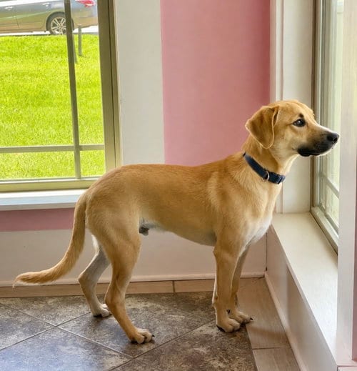 Photo of Tristan Lonestar, adoptable Black Mouth Cur in Rockaway, New Jersey