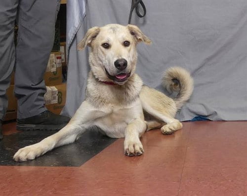 Photo of Hilda, adoptable Anatolian Shepherd in Ukiah, California