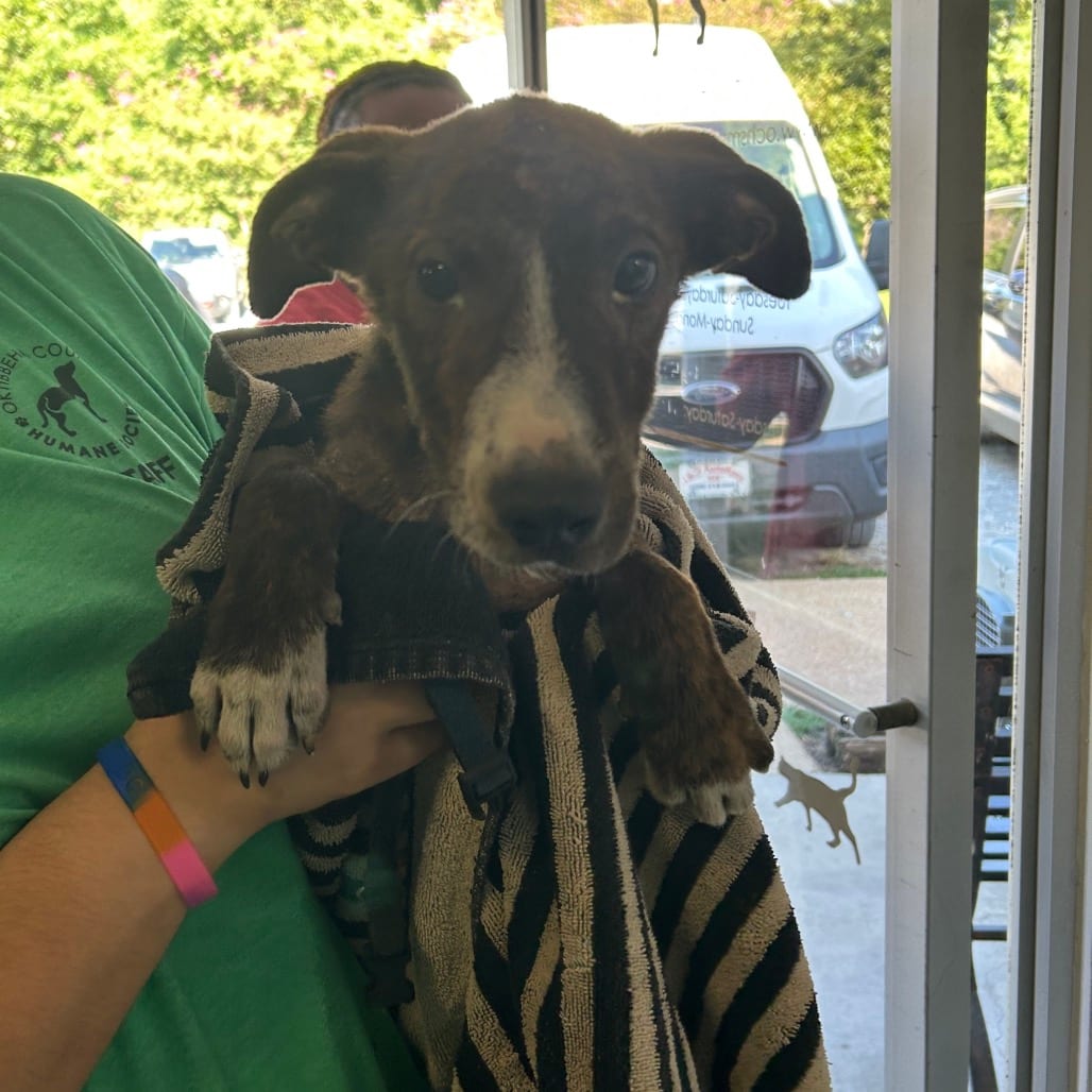 Photo of Cashew, adoptable Terrier, Pit Bull in Starkville, Mississippi