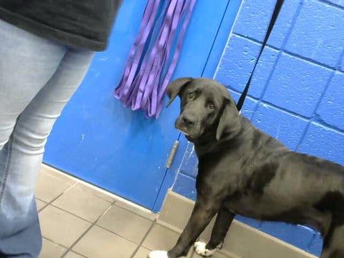 Photo of Ladybird, adoptable Labrador Retriever in Albuquerque, New Mexico