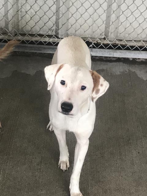 Photo of Champ, adoptable Labrador Retriever in Conroe, Texas