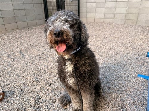 Photo of Twyla, adoptable Old English Sheepdog in Mesa, Arizona