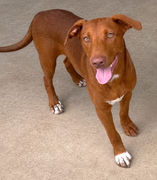Photo of Eilat, adoptable Labrador Retriever in Carrollton, Georgia