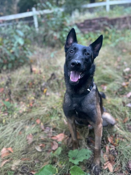 Photo of Hunter, adoptable Belgian Shepherd Malinois in Lancaster, Pennsylvania