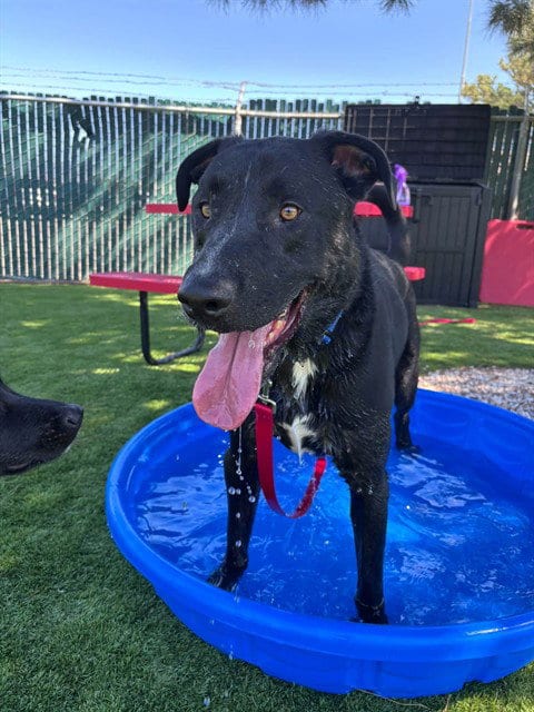 Photo of Gideon, adoptable German Shepherd Dog in San Bernardino, California