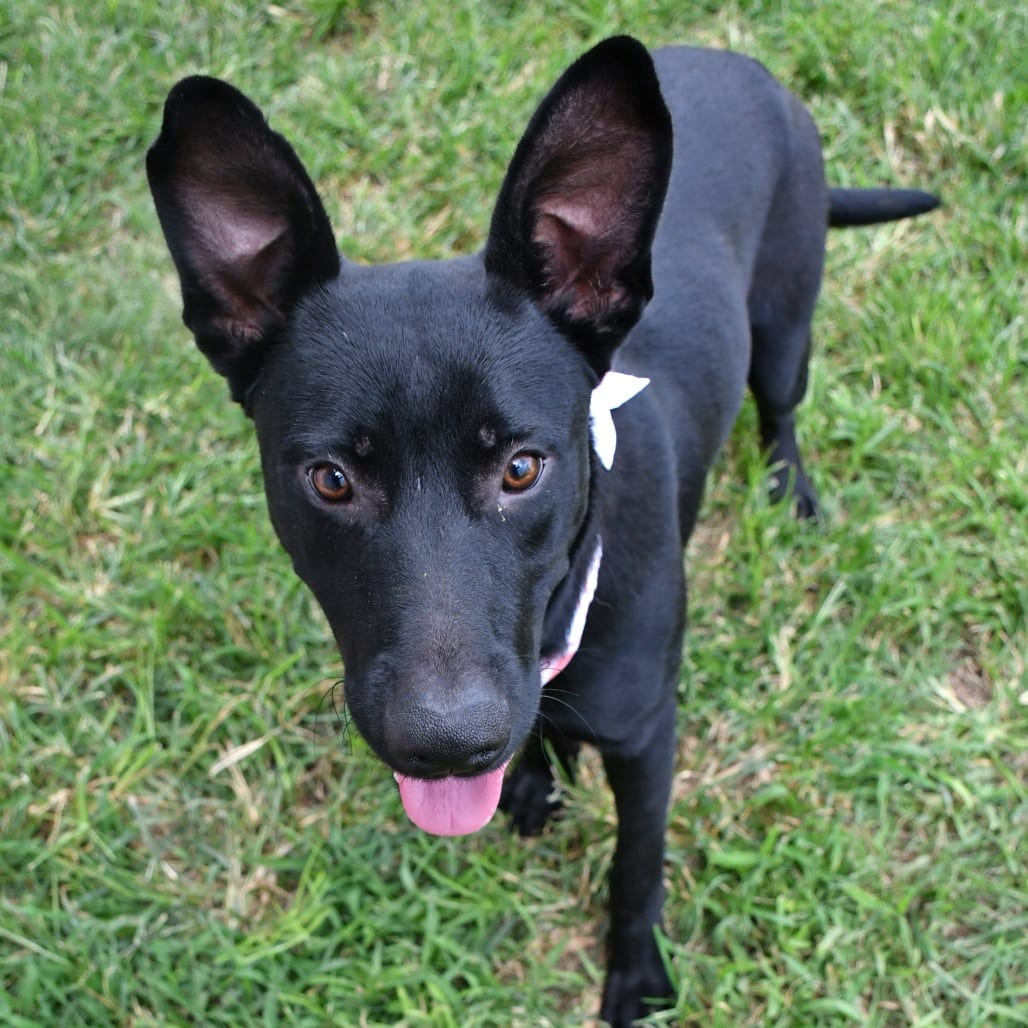 Photo of Bruce, adoptable Retriever, Black Labrador in Beaumont, Texas