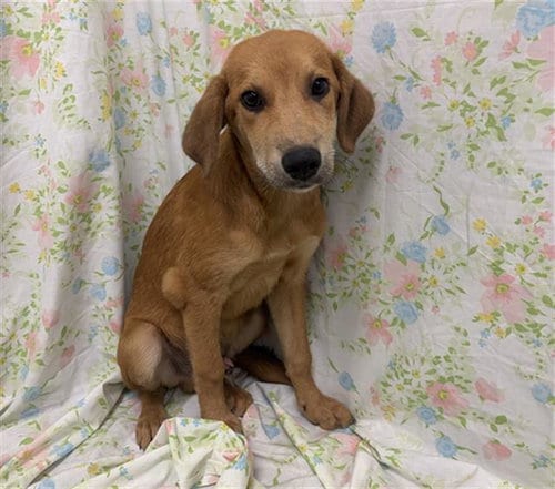 Photo of Ordon, adoptable Labrador Retriever in Rosenberg, Texas