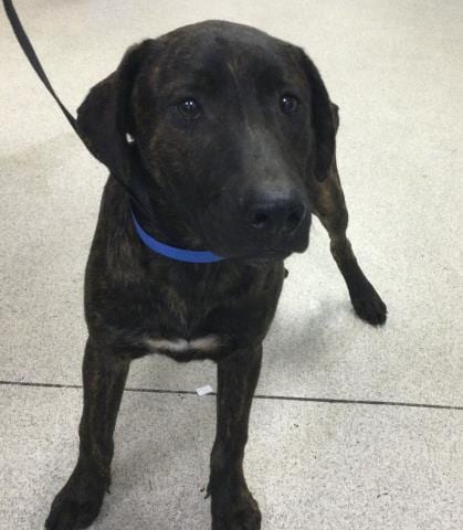 Photo of Ramon, adoptable German Shepherd Dog in Riverside, California