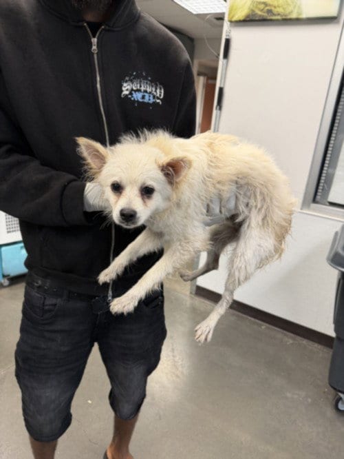 Photo of Aquarious, adoptable Chihuahua in Chatsworth, California