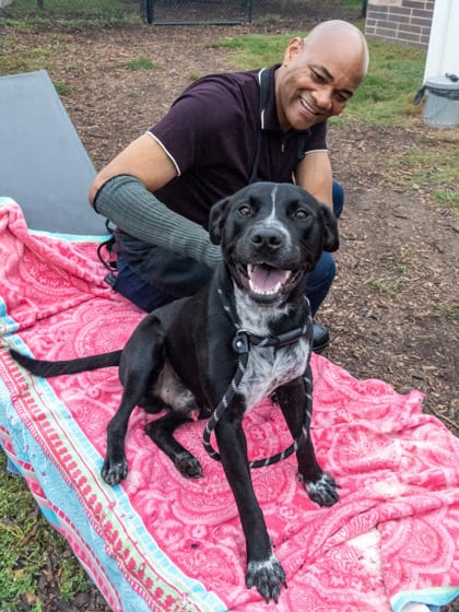 Photo of Shade, adoptable dog in Chamblee, Georgia