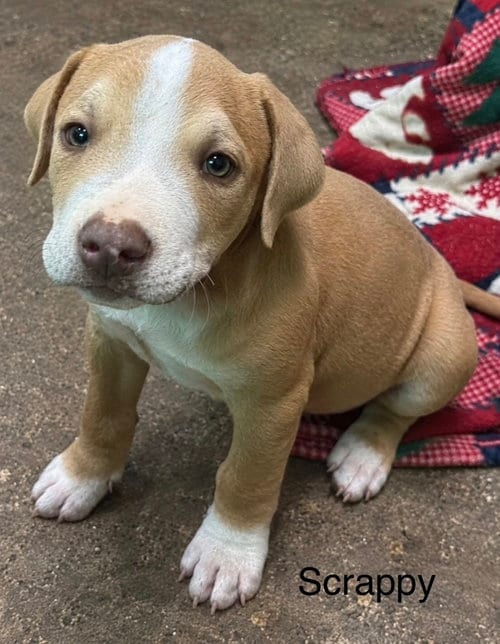 Photo of Scrappy (Seven Wonders 2026), adoptable Pit Bull Terrier in Wenonah, New Jersey