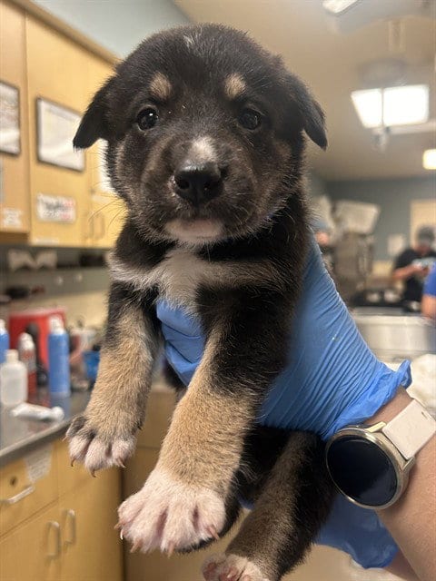 Photo of Ferb Flynn, adoptable German Shepherd Dog in Riverside, California
