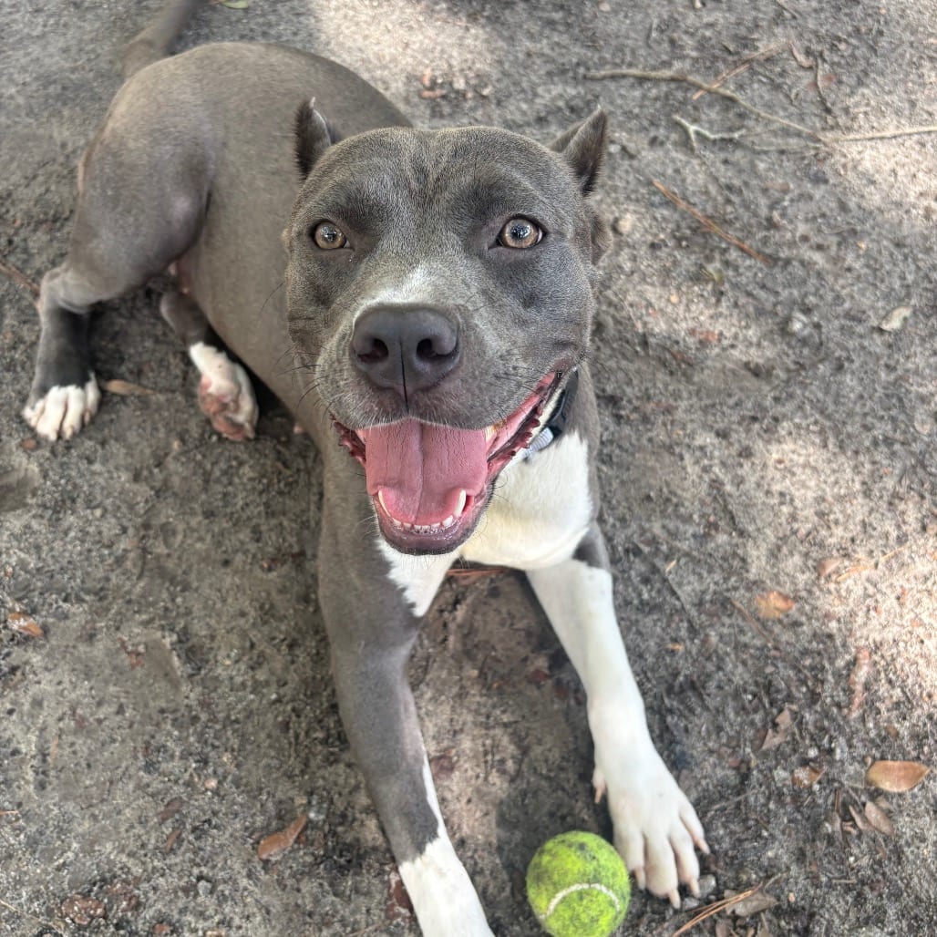 Photo of Aspen, adoptable Mixed Breed (Medium) in Summerville, South Carolina