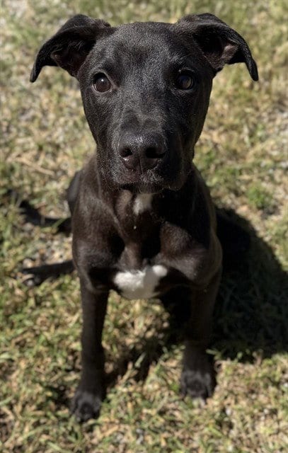 Photo of Ken, adoptable Pit Bull Terrier in Augusta, Georgia