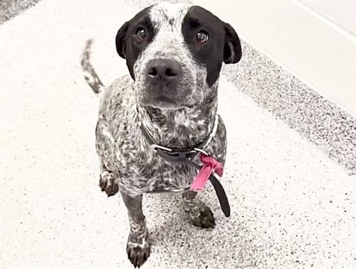 Photo of Kenzo, adoptable Australian Cattle Dog/Blue Heeler in Houston, Texas