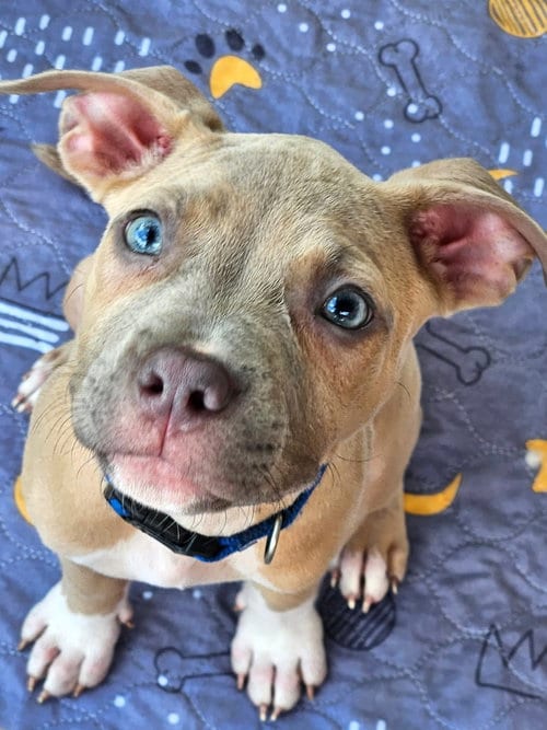 Photo of Clyde (puppy), adoptable Pit Bull Terrier in Rockville, Maryland
