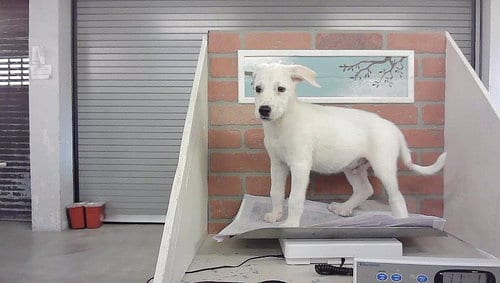 Photo of A2099839, adoptable Great Pyrenees in Houston, Texas