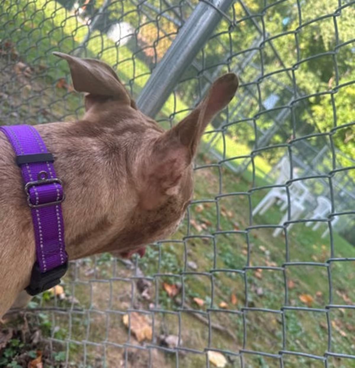 Photo of Stella, adoptable American Staffordshire Terrier in Reisterstown, Maryland