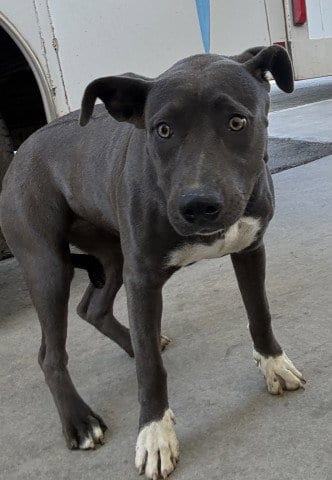 Photo of Hera, adoptable Pit Bull Terrier in Bakersfield, California