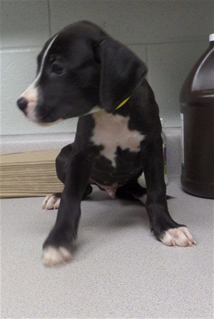 Photo of Cilan, adoptable Pit Bull Terrier in Augusta, Georgia
