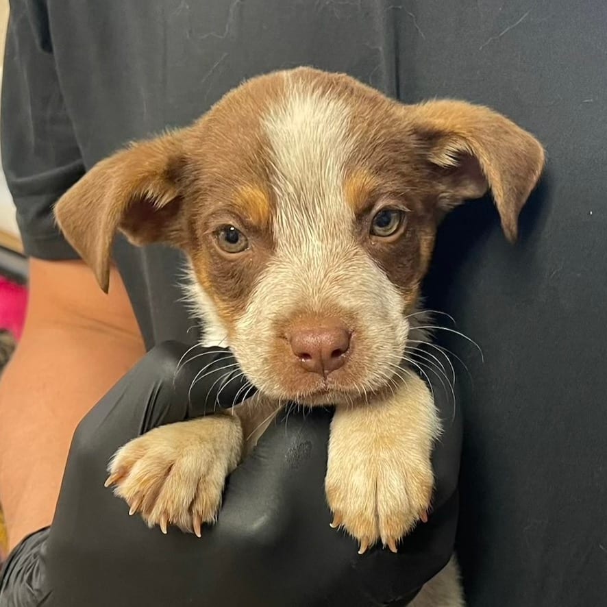 Photo of Crookshanks, adoptable American Blue Heeler / Mix in Kanab, Utah