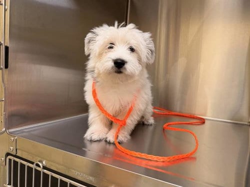 Photo of Candy Corn, adoptable West Highland White Terrier Westie in Orange, California