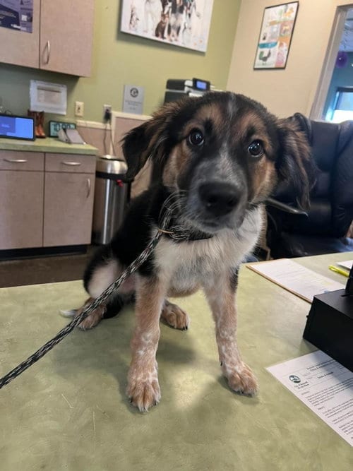 Photo of Found stray: Jack-O, adoptable Shepherd in Rockwall, Texas
