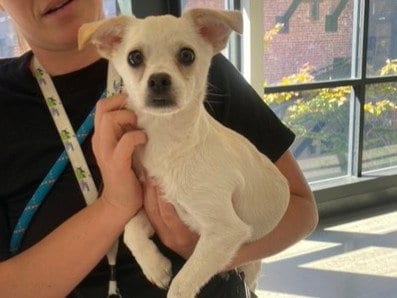 Photo of Taco, adoptable Chihuahua in Redwood City, California