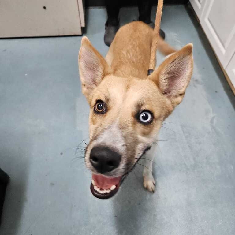 Photo of Lyric, adoptable Mixed Breed (Medium) / Husky in Chesapeake, Virginia