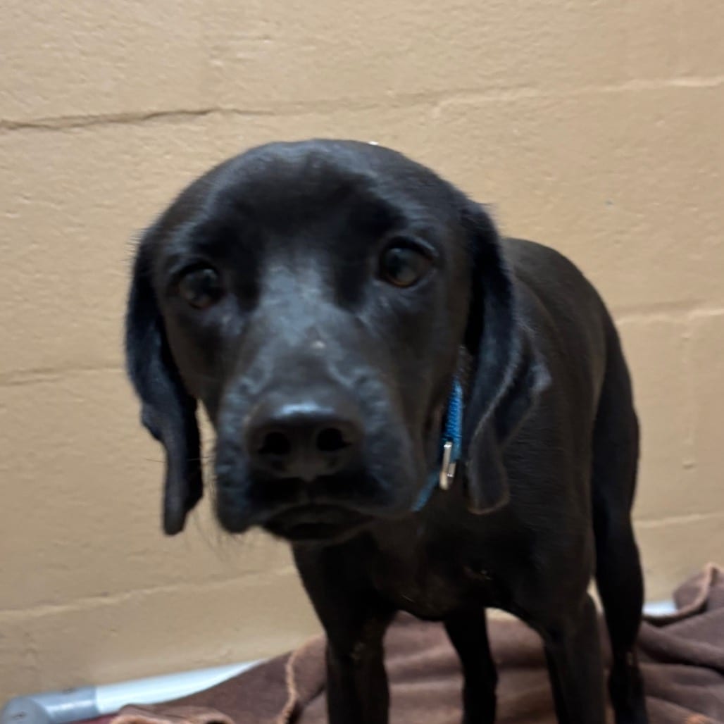 Photo of Alex, adoptable Spaniel, Cocker / Retriever, Labrador in Brownsville, Texas