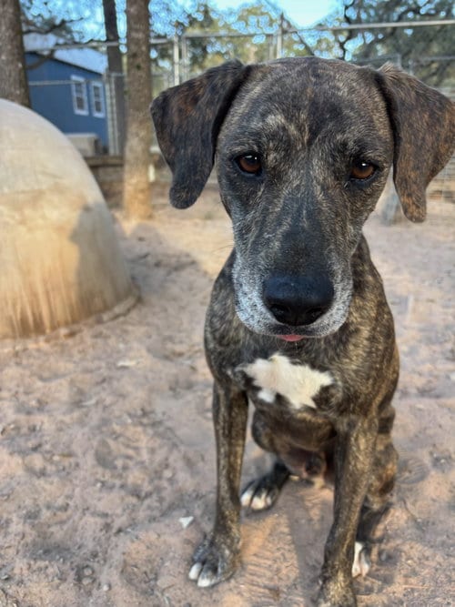 Photo of Tristan, adoptable Catahoula Leopard Dog in Sheridan, Texas