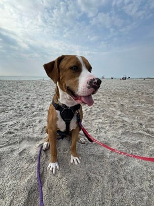 Photo of Igloo, adoptable dog in Chamblee, Georgia