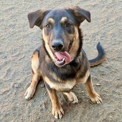 Photo of Boudica, adoptable Shepherd in Yreka, California