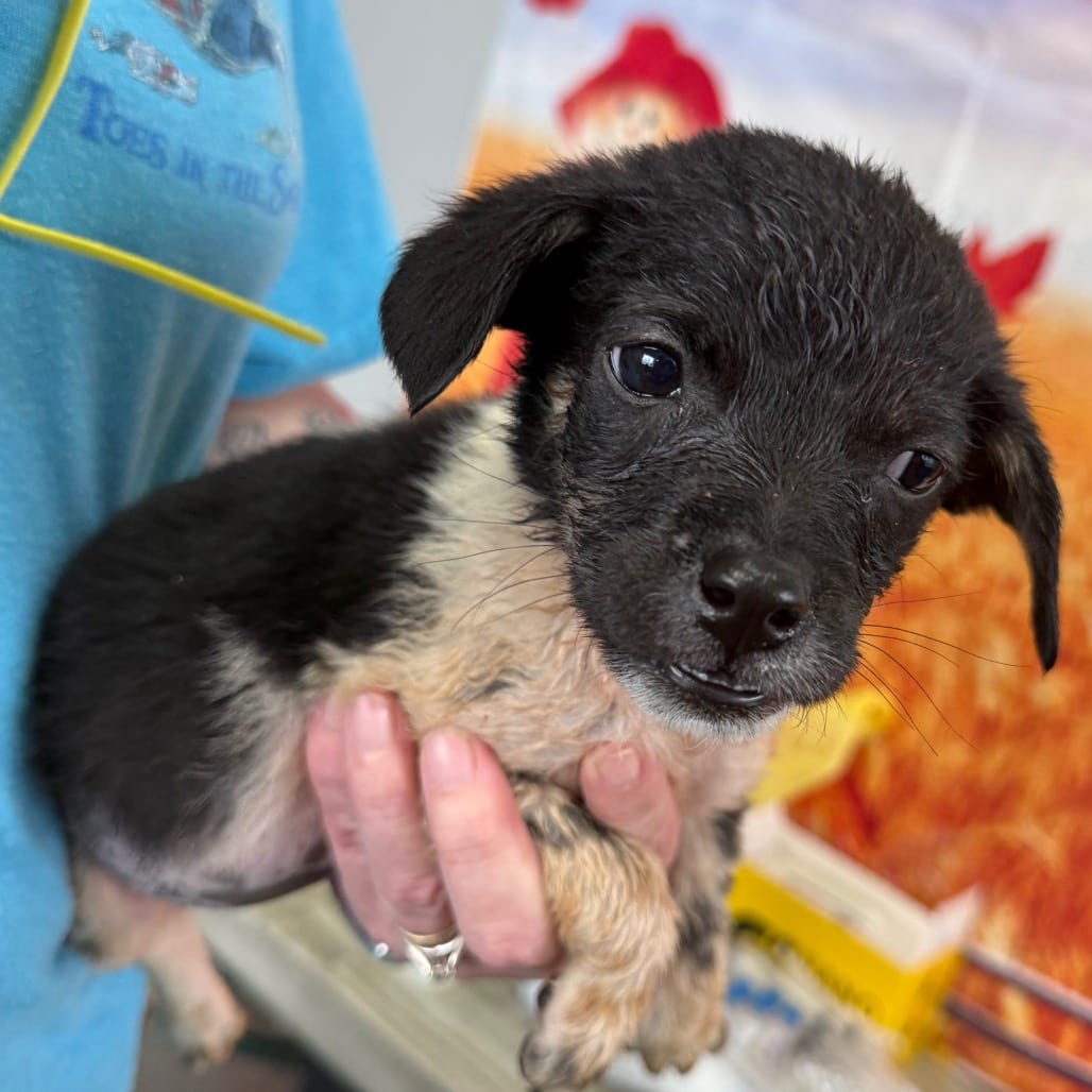 Photo of Allora, adoptable Collie, Border / Cattle Dog, Australian (Blue Heeler) in Normal, Illinois