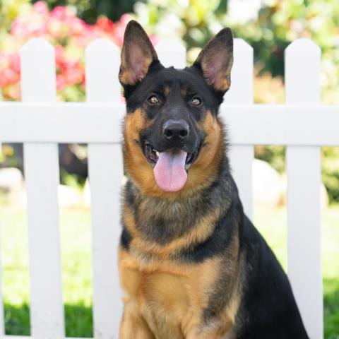 Photo of Anubus, adoptable German Shepherd Dog in Camarillo, California