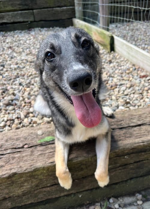 Photo of Bianka, adoptable German Shepherd Dog in Woodsfield, Ohio