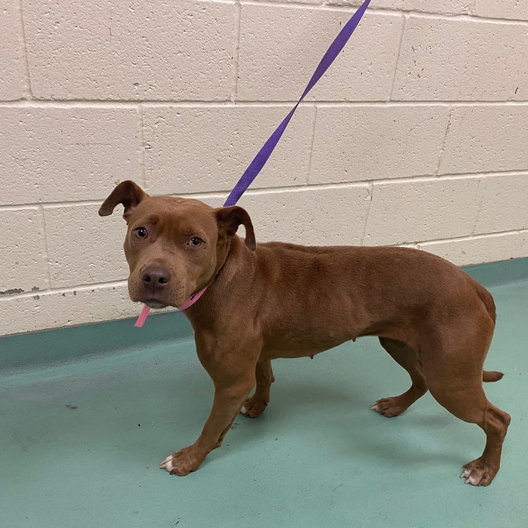 Photo of Chloe, adoptable Mixed Breed (Medium)